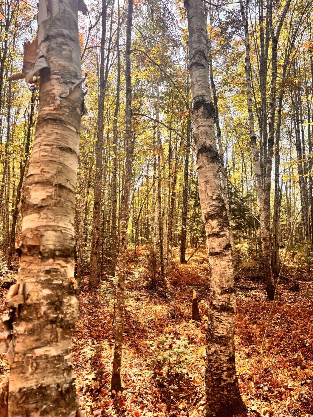 150 Bowden Point Road Prospect, ME 04981 - Photo 29 of 31 13