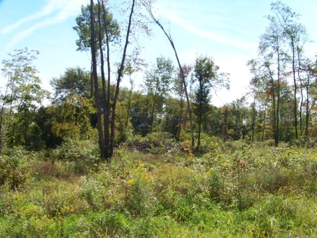 Roger Lee Road Polk, PA 16342 - Photo 1 of 1 a view of a yard with large trees