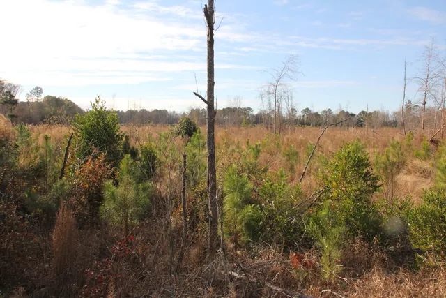 $292,000 | 0 Hampton Avenue, Blackville, SC 29817