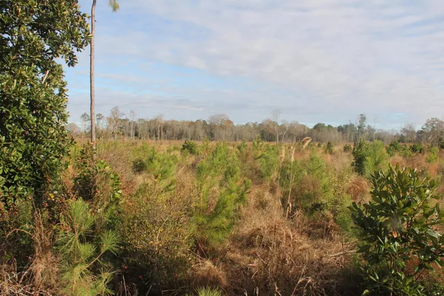 $292,000 | 0 Hampton Avenue, Blackville, SC 29817