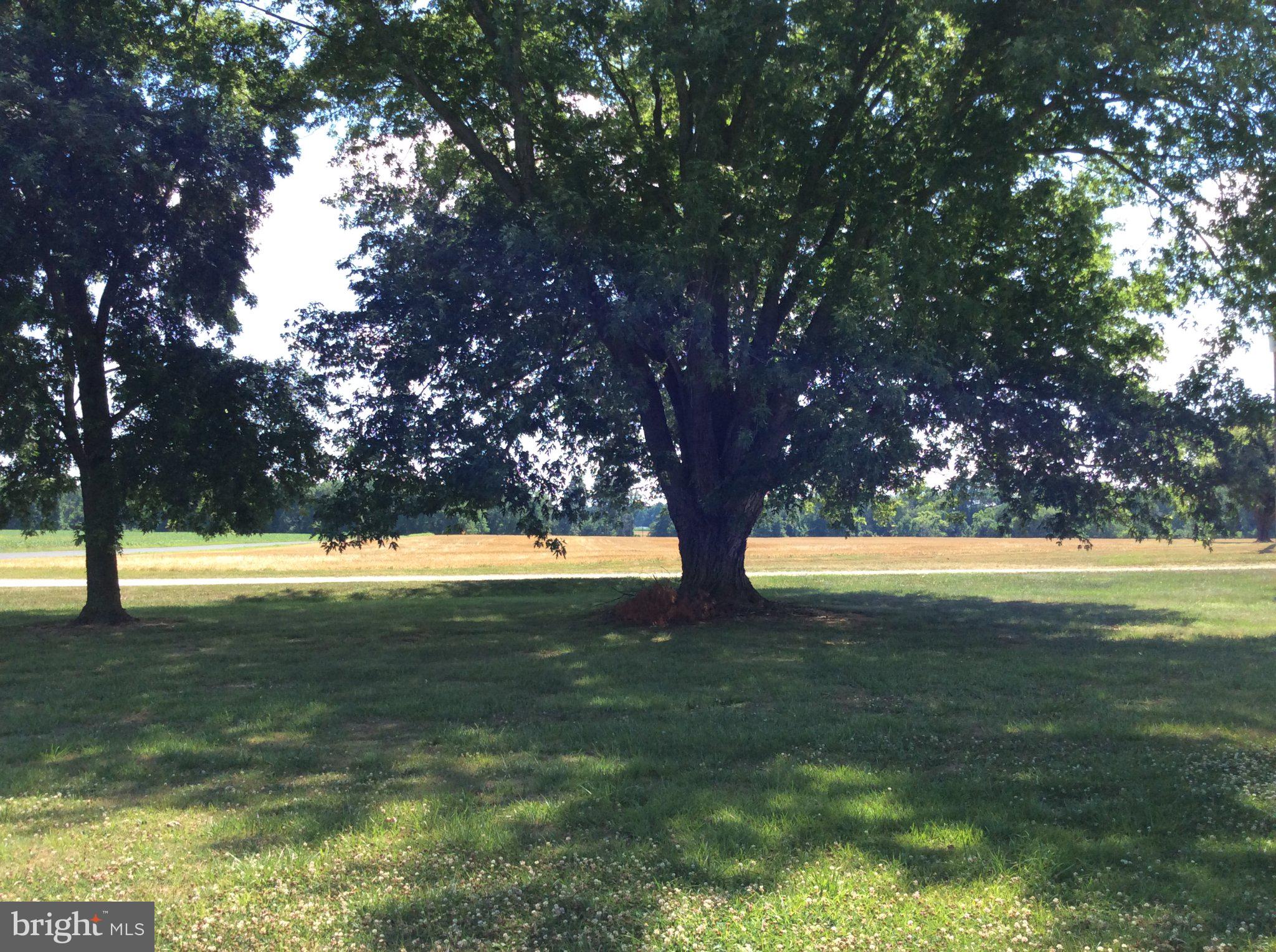 2001 Stulltown Road Millington, MD 21651 - Photo 12 of 18 Serene landscape under a grand tree.