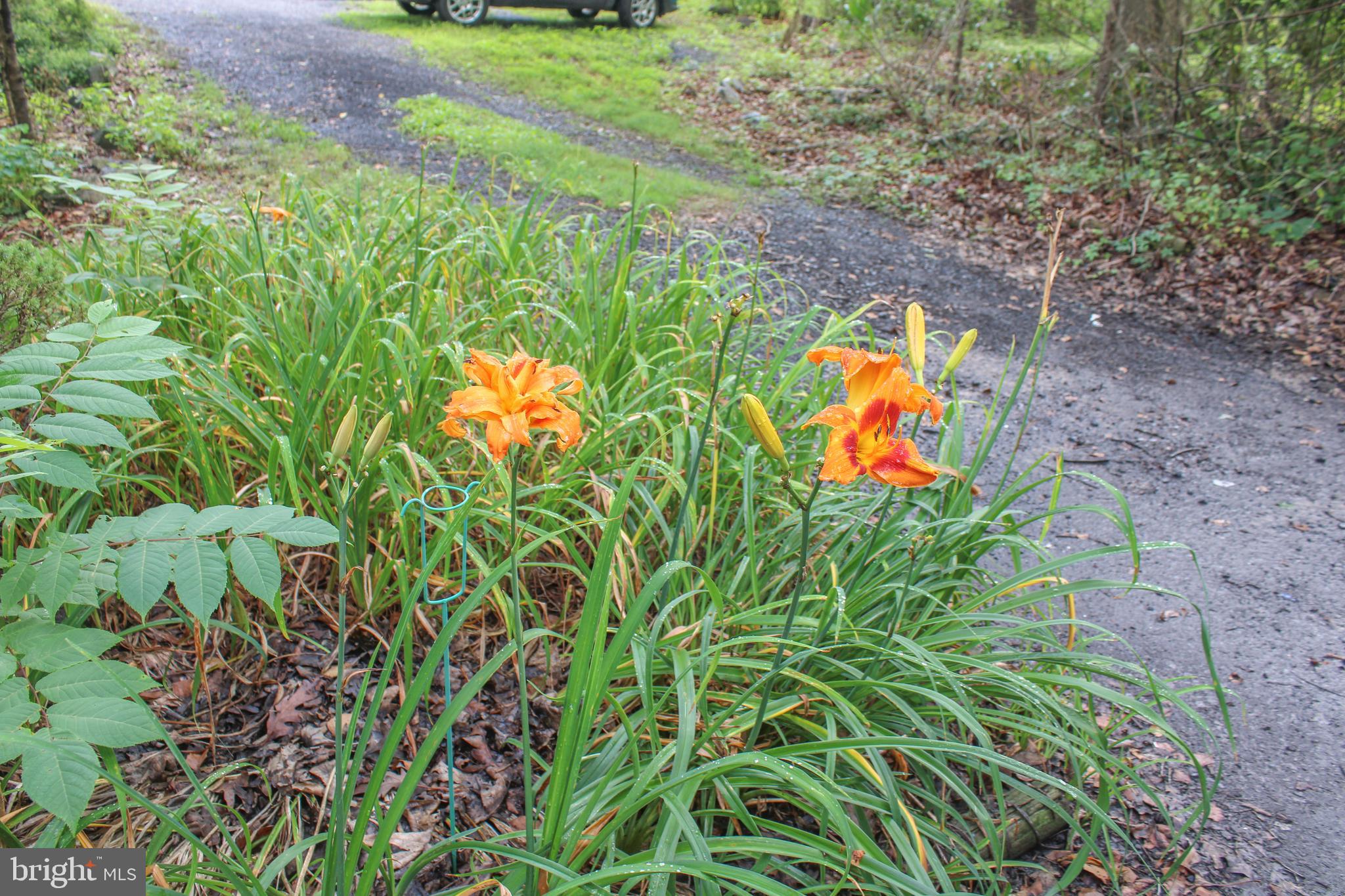 4547 Alum Springs Road Edinburg, VA 22824 - Photo 52 of 52 Greenery and flowers galore!