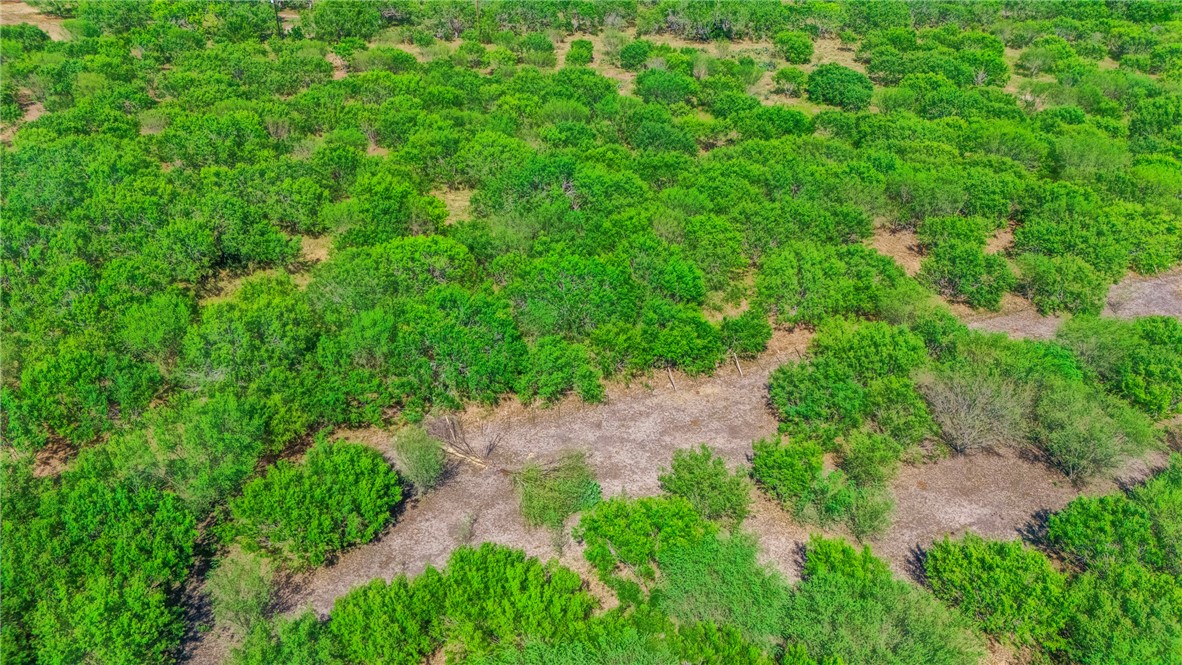 24940 County Road 249 Mathis, TX 78368 - Photo 9 of 14 a view of a garden with plants and large trees