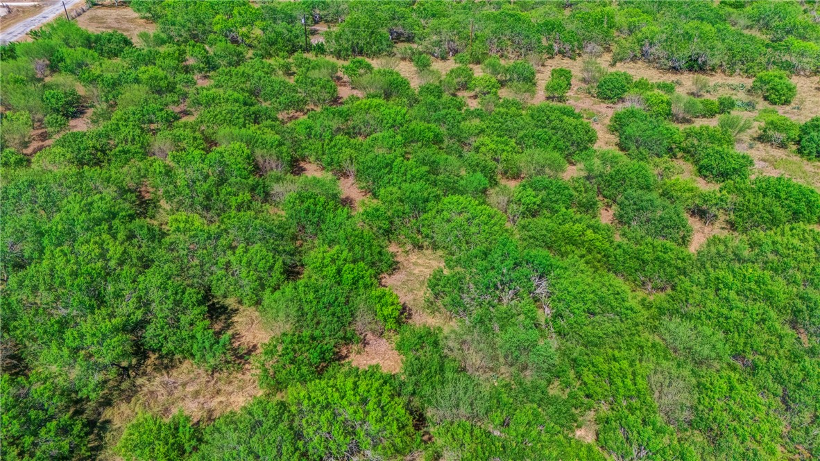 24940 County Road 249 Mathis, TX 78368 - Photo 10 of 14 a view of a lush green forest with lots of trees