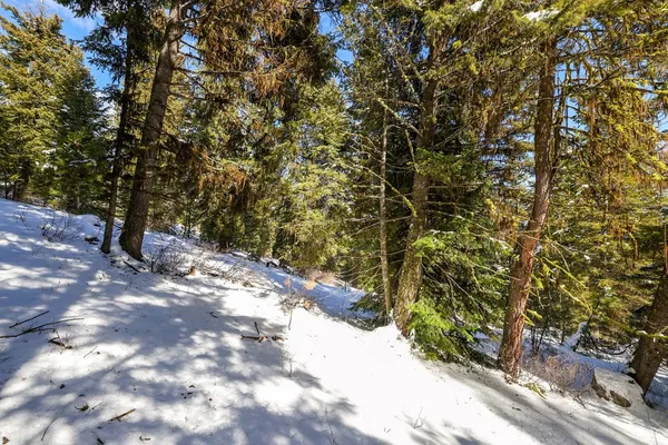 $598,000 | 5541 Lupine Lane, Unit 119, McCall, ID 83638