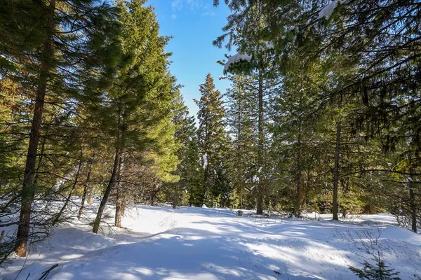 $598,000 | 5541 Lupine Lane, Unit 119, McCall, ID 83638