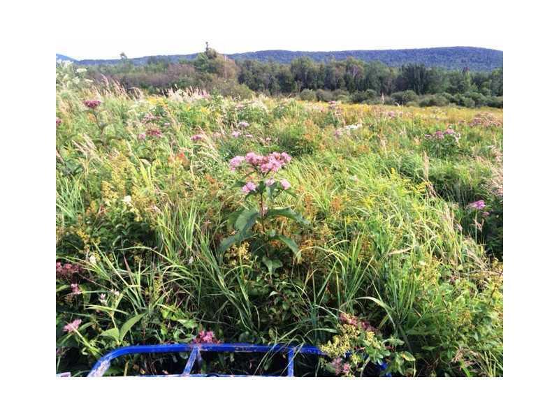 0 Rt 16 Stratton Road Rangeley, ME 04970 - Photo 11 of 22 Yard/Garden.