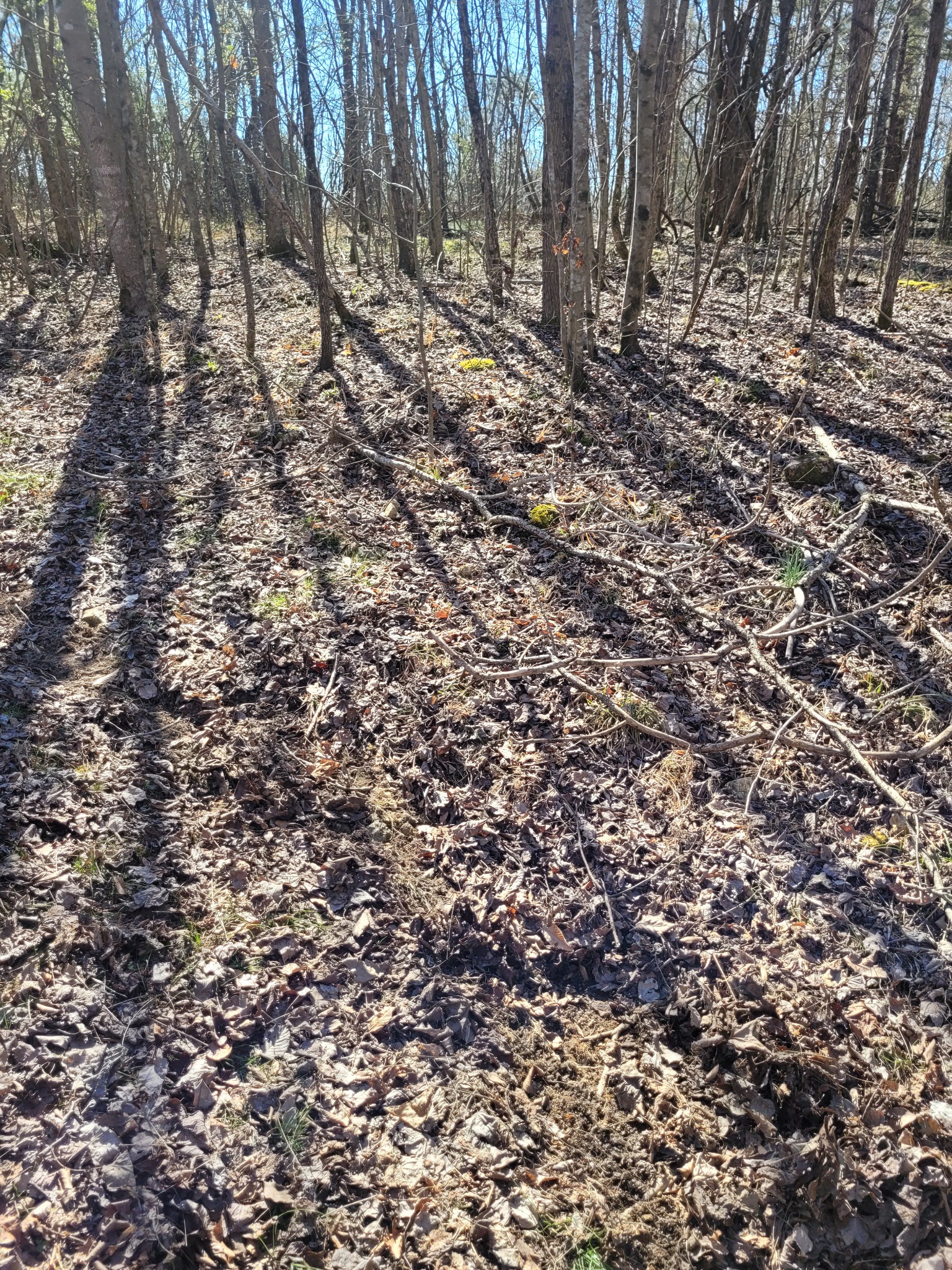 0 Cowhorne Hollow Road Prospect, TN 38477 - Photo 2 of 12 a view of a yard with a tree