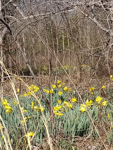 a plant view in yard