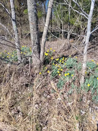 $400,000 | 0 Cowhorne Hollow Road, Prospect, TN 38477