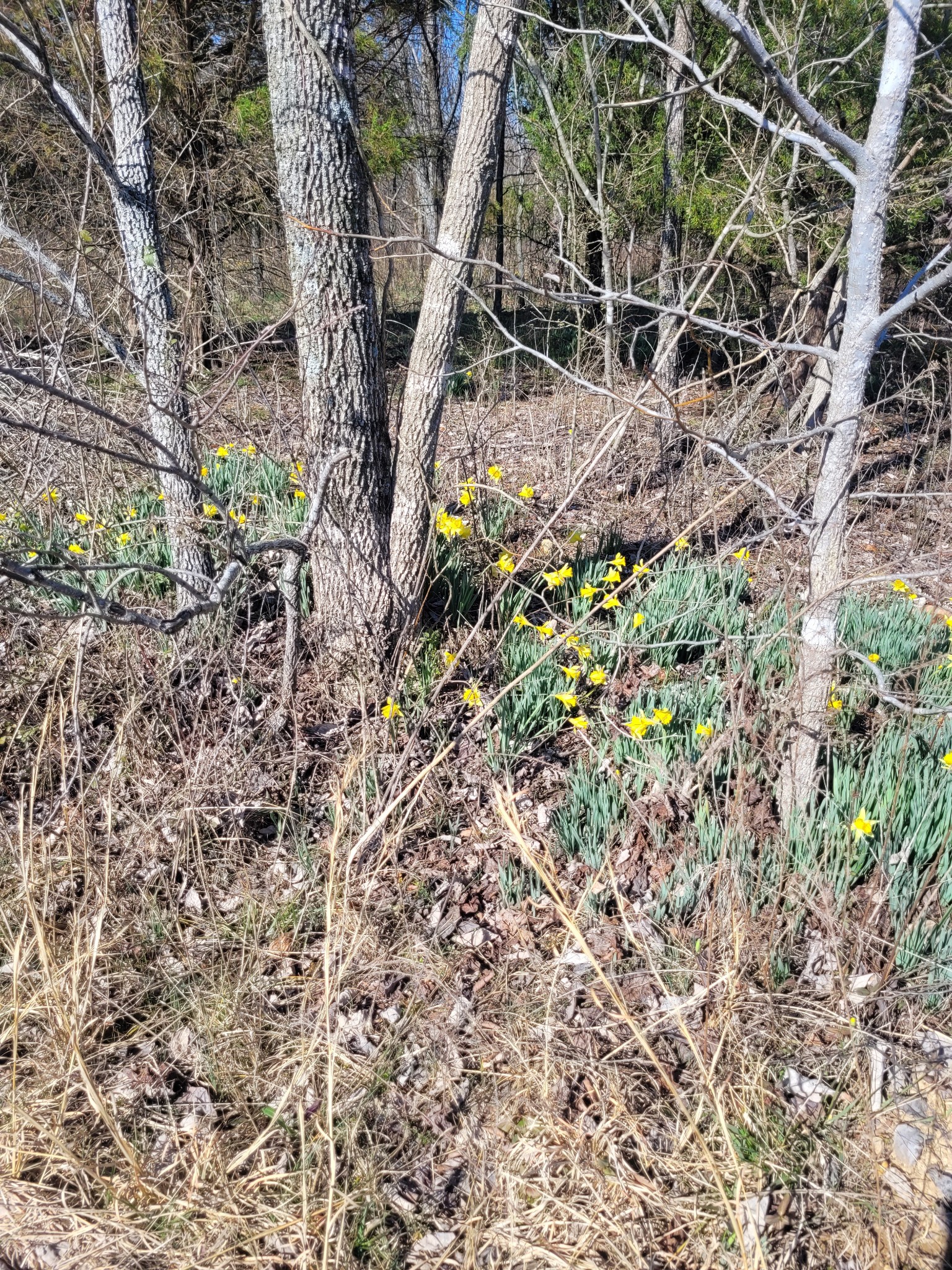 0 Cowhorne Hollow Road Prospect, TN 38477 - Photo 5 of 12