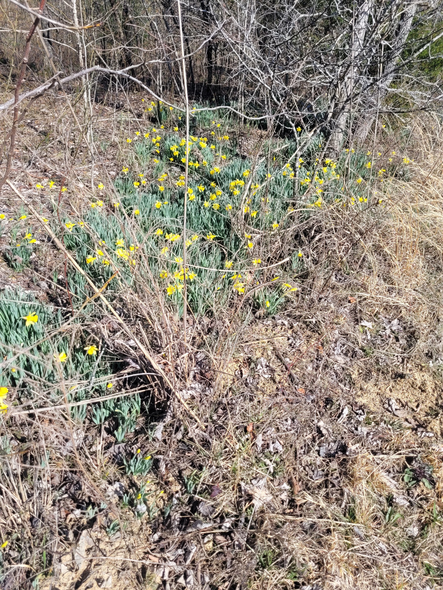 0 Cowhorne Hollow Road Prospect, TN 38477 - Photo 7 of 12 a plant view in yard