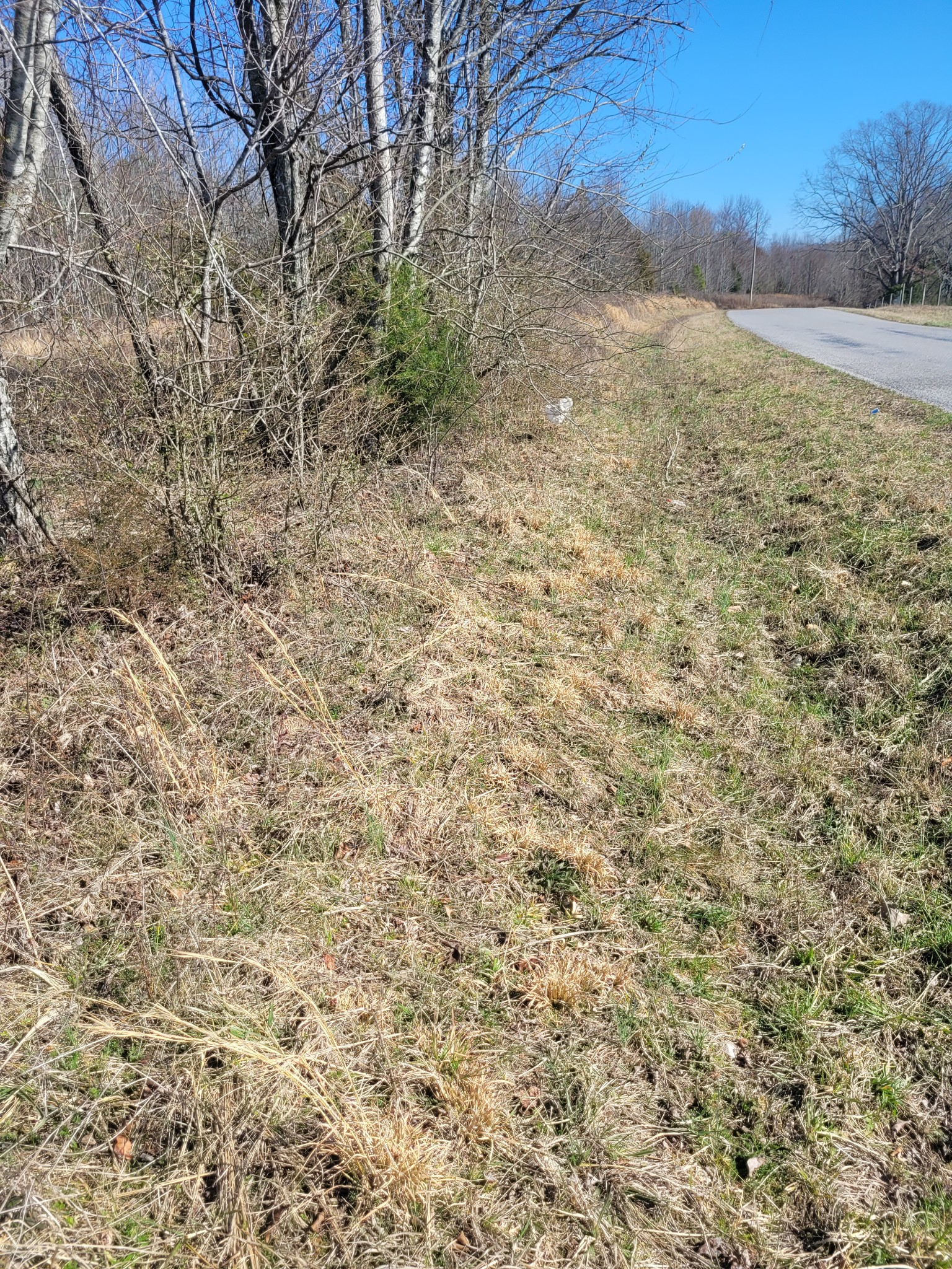 0 Cowhorne Hollow Road Prospect, TN 38477 - Photo 8 of 12 a view of a yard with an trees