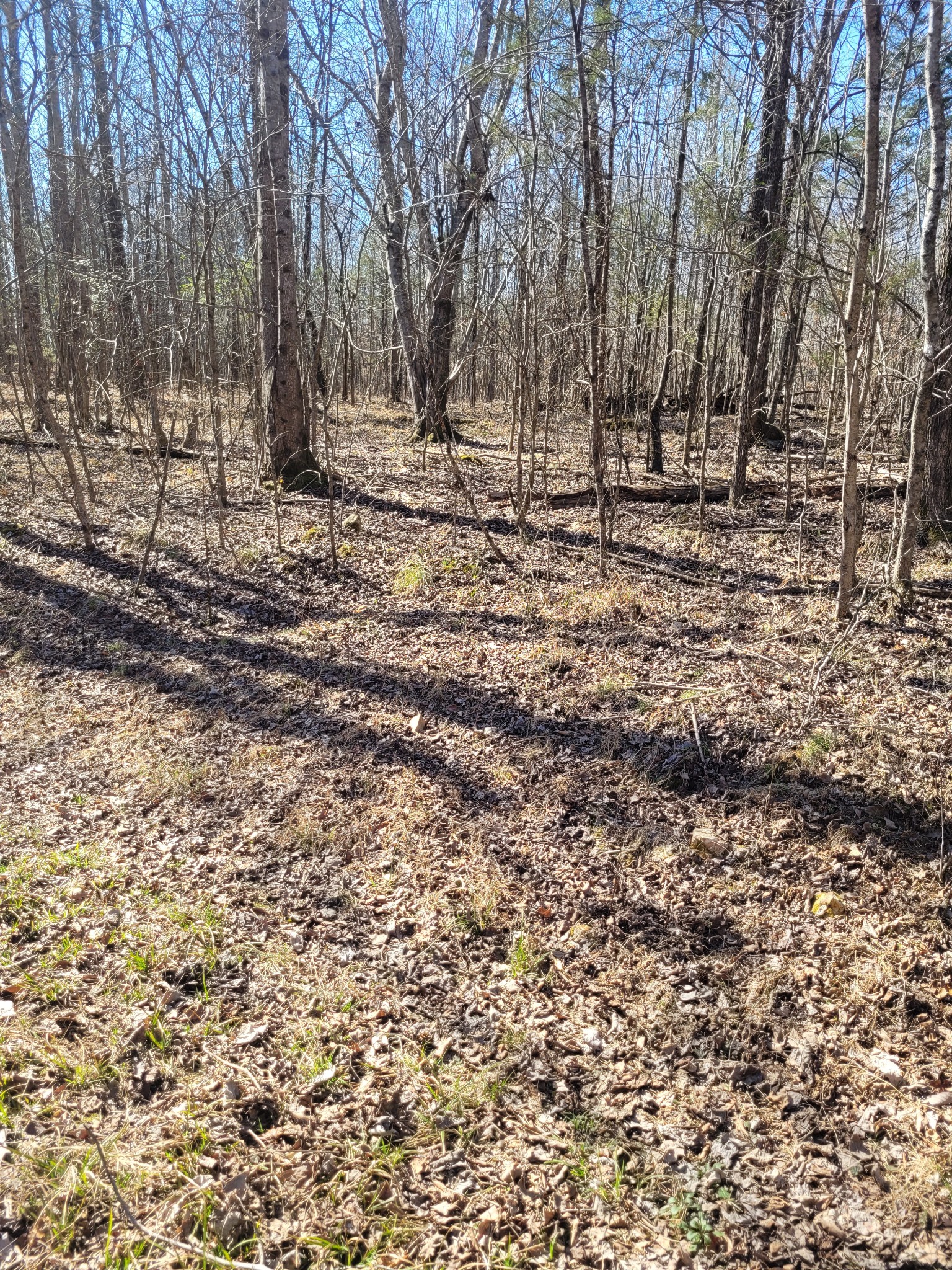 0 Cowhorne Hollow Road Prospect, TN 38477 - Photo 9 of 12 a backyard of a house with lots of green space