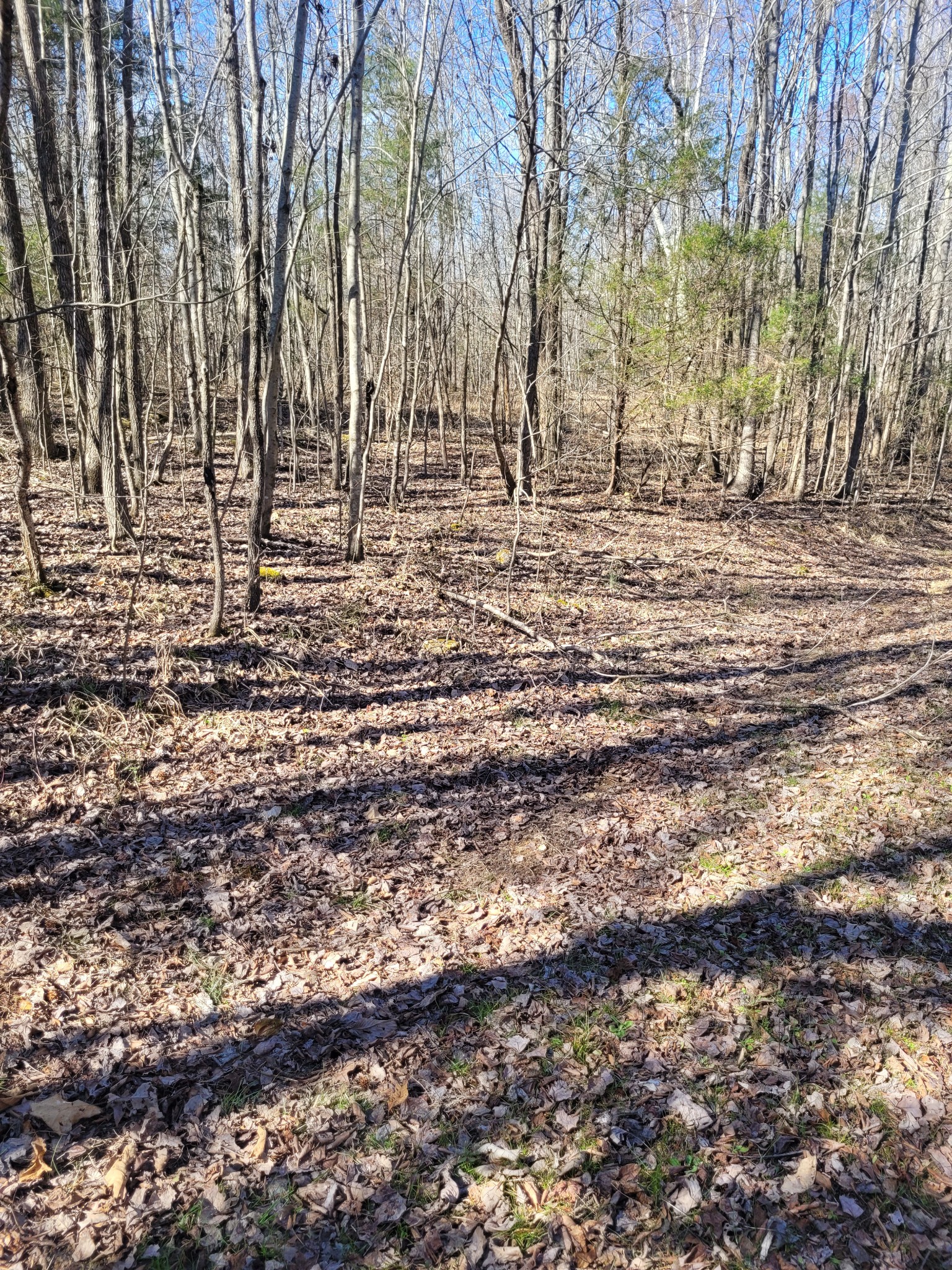 0 Cowhorne Hollow Road Prospect, TN 38477 - Photo 10 of 12 a view of road and trees