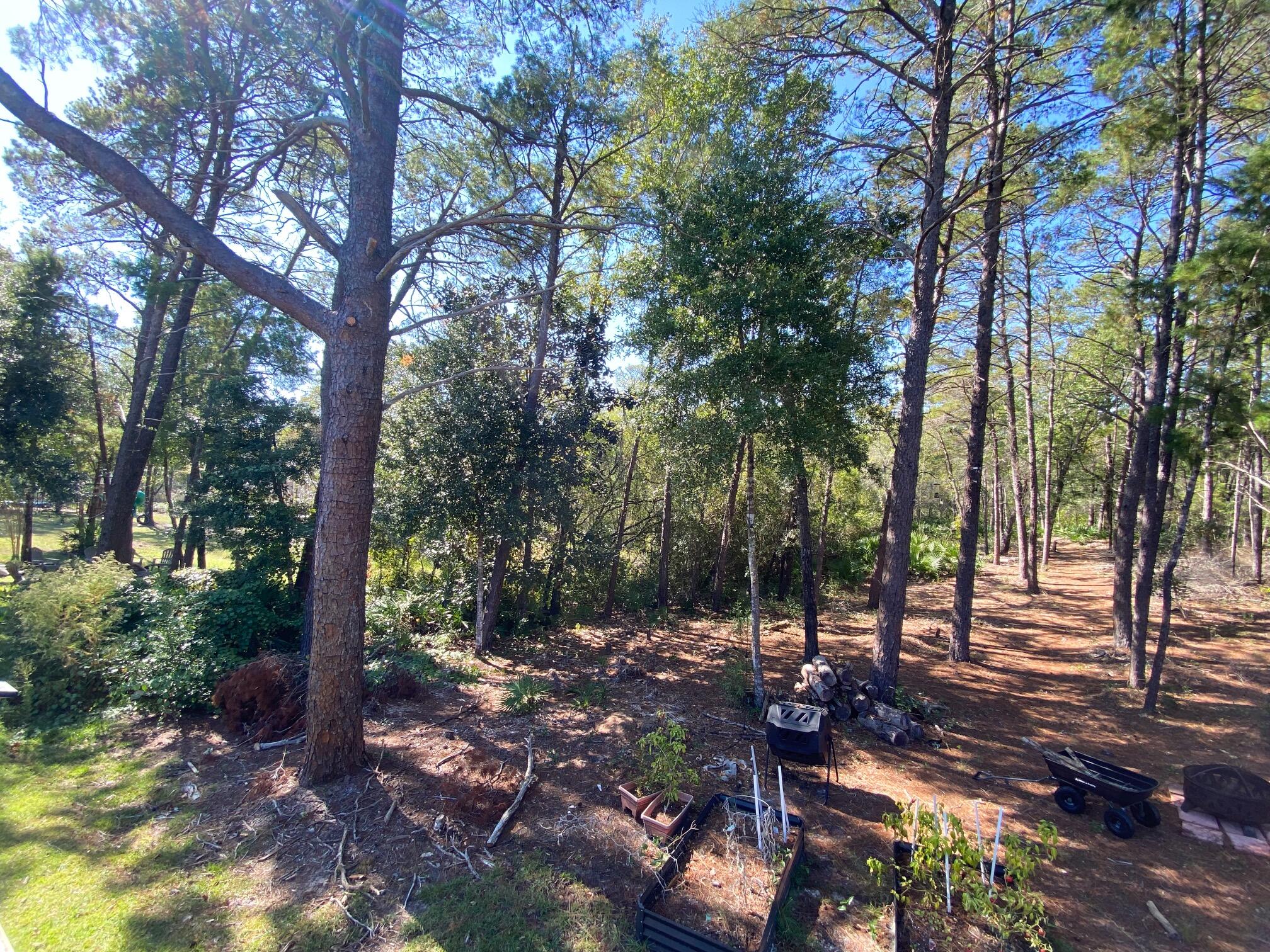 285 Maddox Street Santa Rosa Beach, FL 32459 - Photo 34 of 35 a view of a forest with trees