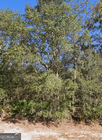 a view of a forest with lush green forest