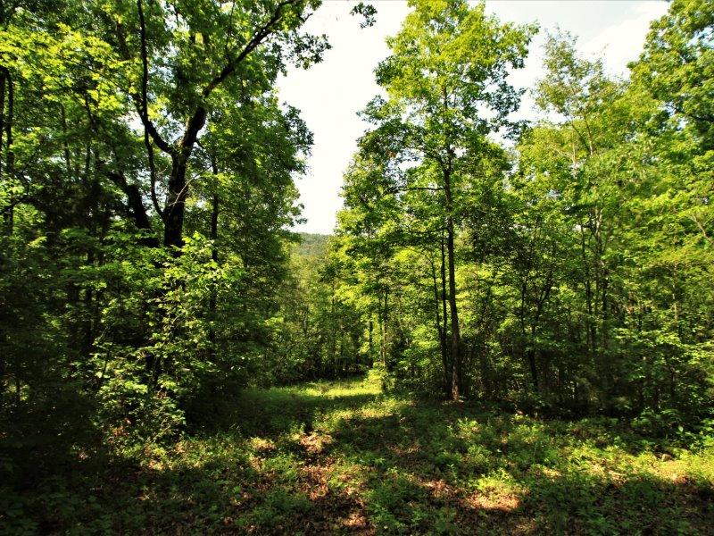 1480 Reagan Valley Road Tellico Plains, TN 37385 - Photo 25 of 32 IMG_5639