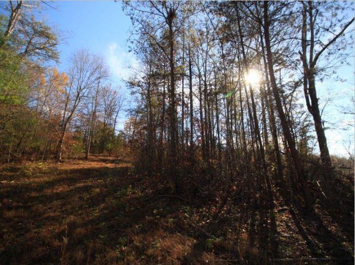 1480 Reagan Valley Road Tellico Plains, TN 37385 - Photo 27 of 32 Carrandi Lot 6 RMC photo 5