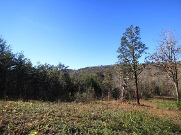 1480 Reagan Valley Road Tellico Plains, TN 37385 - Photo 4 of 32 Carrandi Lot 6 RMC photo 13