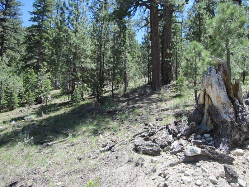 -piute Piute Drive June Lake, CA 93529 - Photo 3 of 9 a view of a forest filled with trees