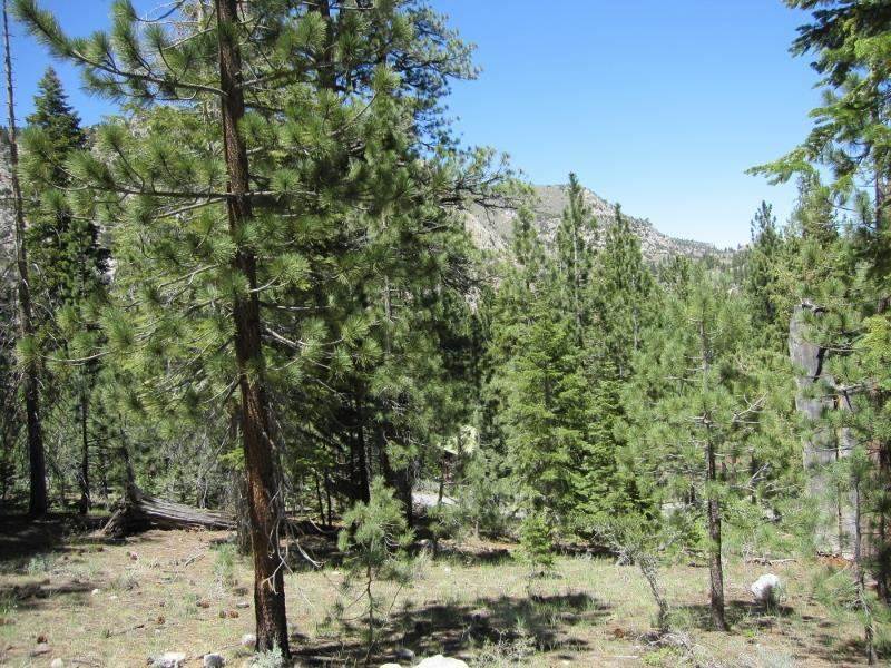 -piute Piute Drive June Lake, CA 93529 - Photo 4 of 9 a view of a yard with plants and trees