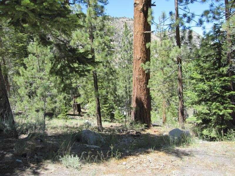 -piute Piute Drive June Lake, CA 93529 - Photo 5 of 9 a view of a forest with large trees