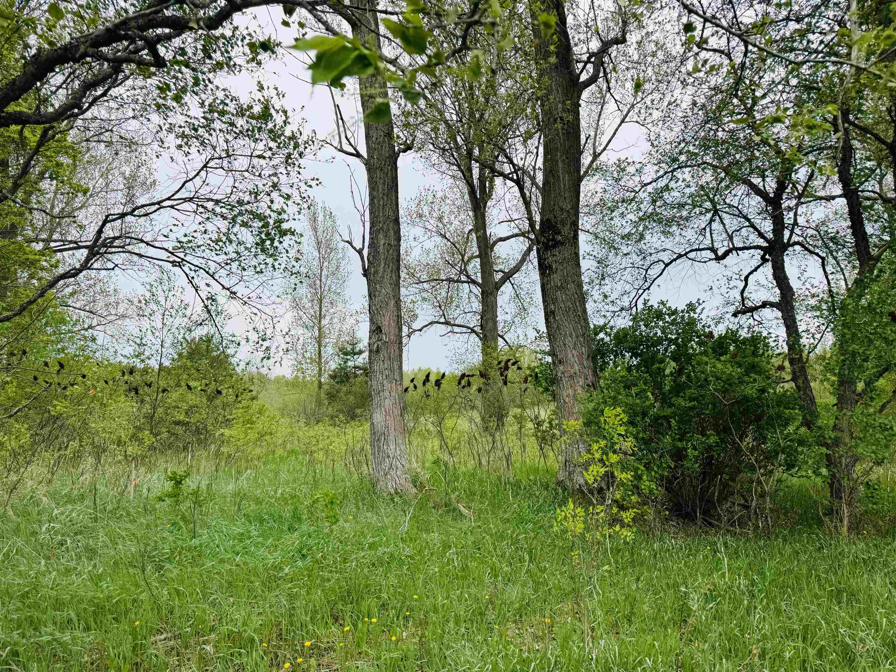 Parcel B2 Bosscher Road Manton, MI 49663 - Photo 2 of 13