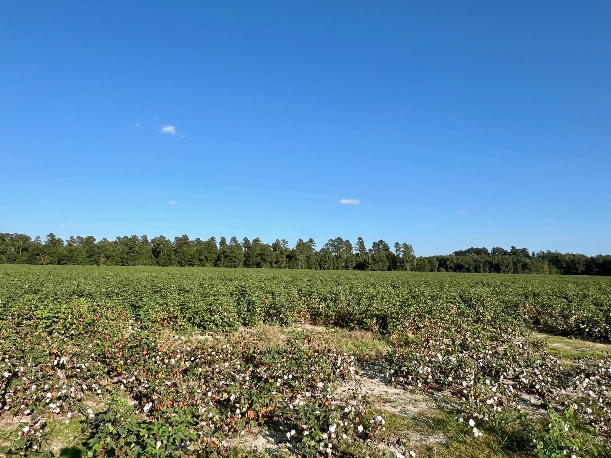 Lot 2 South S Highway St. George, SC 29477 - Photo 2 of 6 field2
