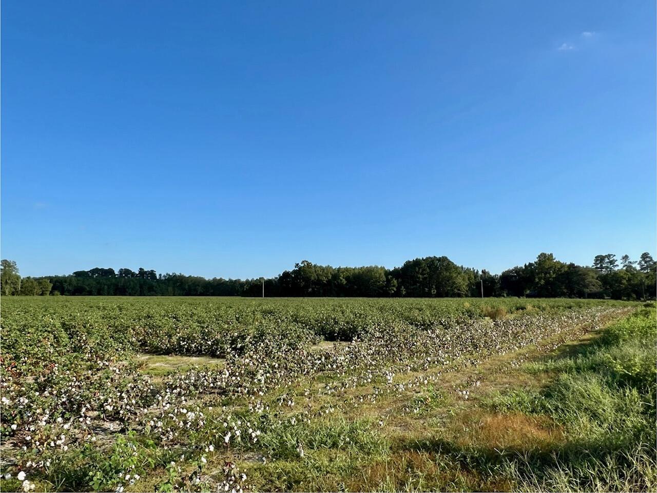 Lot 2 South S Highway St. George, SC 29477 - Photo 3 of 6 field1