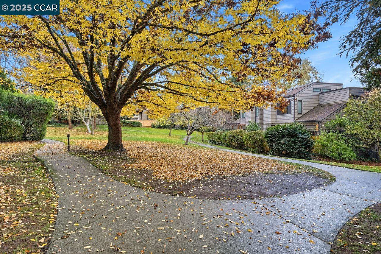 533 Monarch Ridge Drive Walnut Creek, CA 94597 - Photo 35 of 43 a view of a yard with a tree