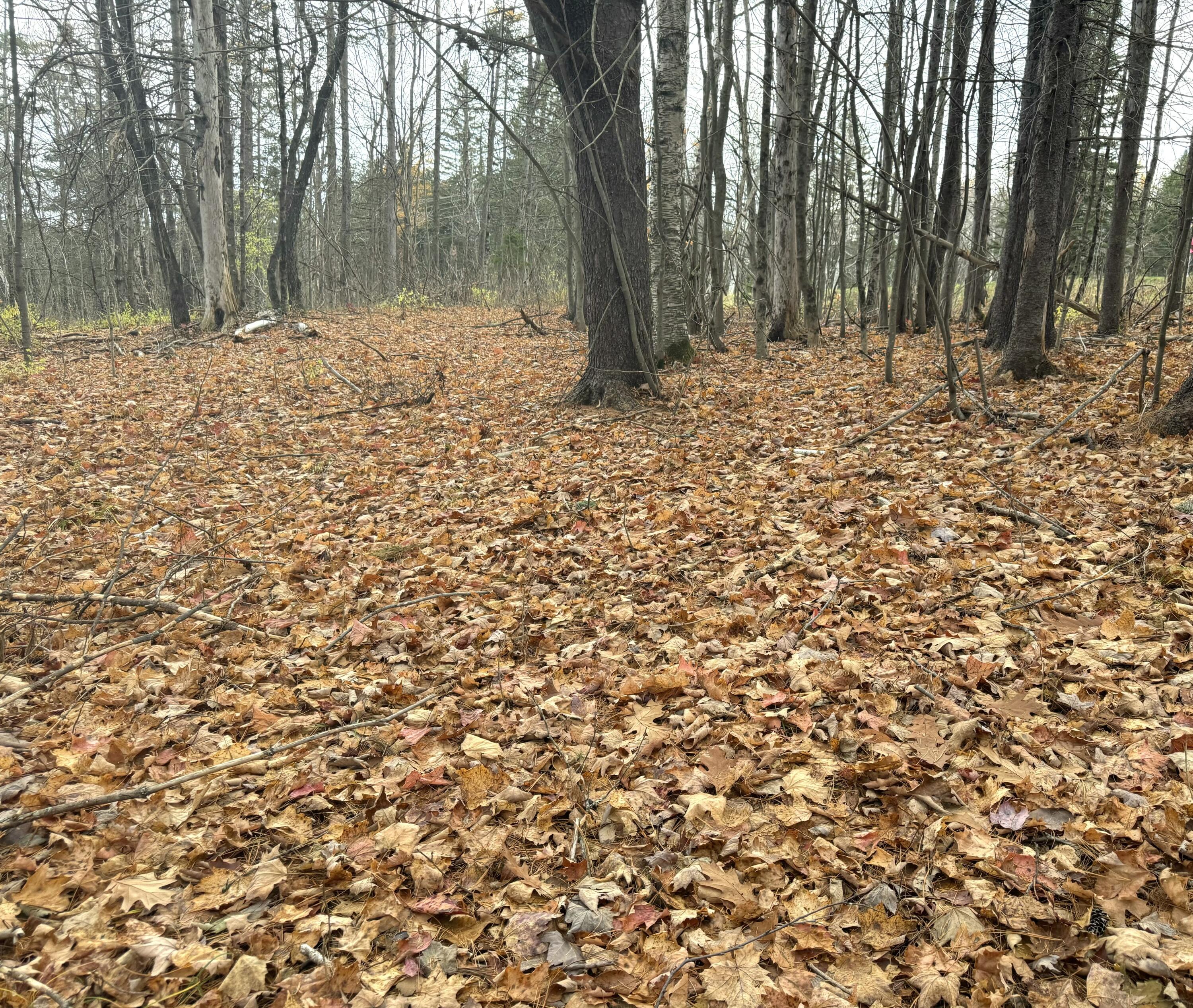 320 Milo Road Sebec, ME 04426 - Photo 12 of 22 IMG_8071