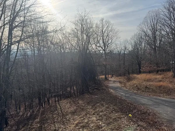 a view of a backyard with large trees