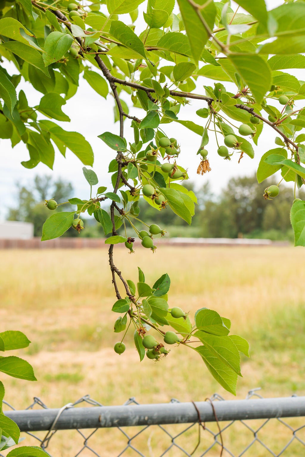 4361 Leonard Road Grants Pass, OR 97527 - Photo 13 of 17 12 apple tree