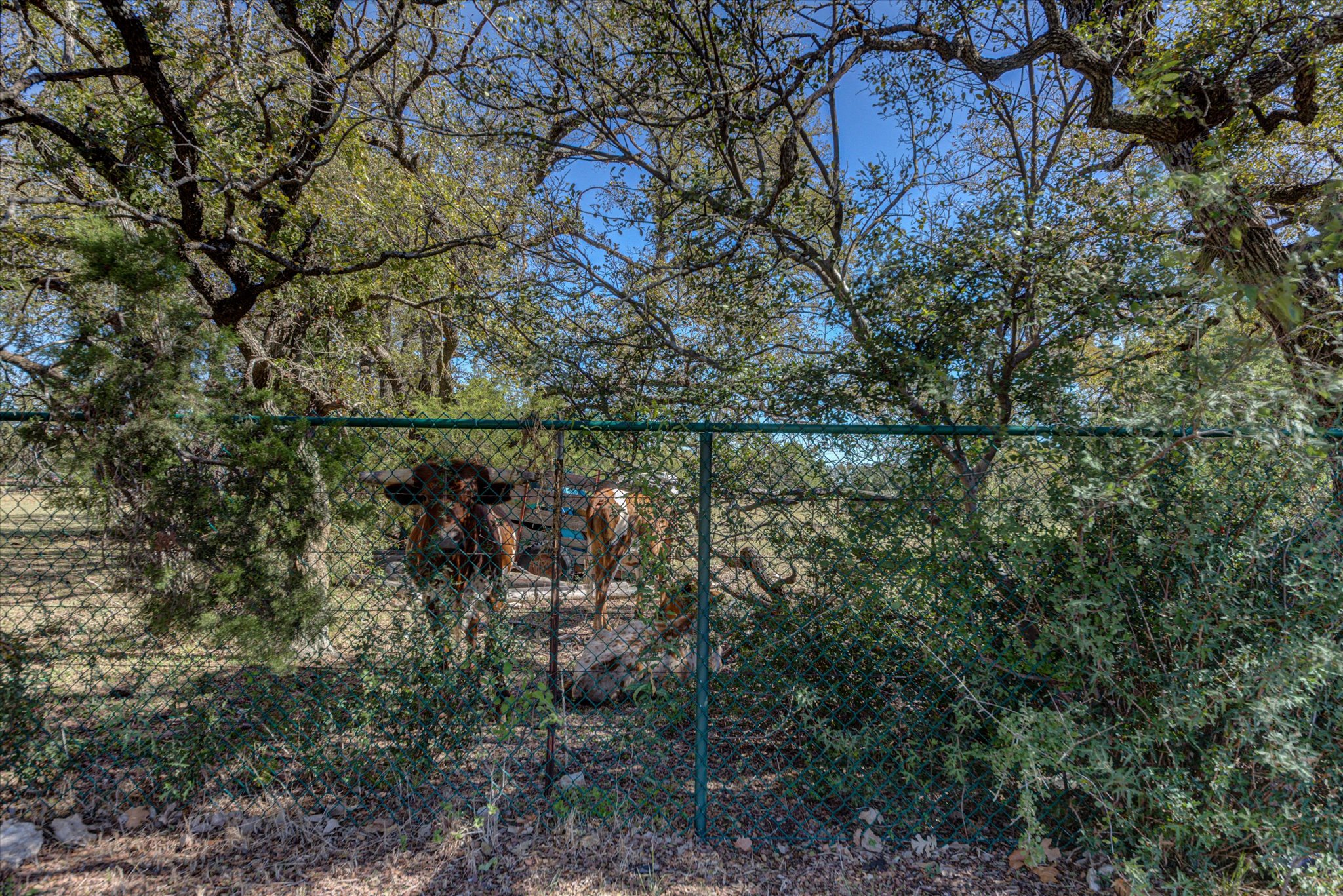 200 Harbor Circle Georgetown, TX 78633 - Photo 27 of 38 a view of a forest with lots of trees