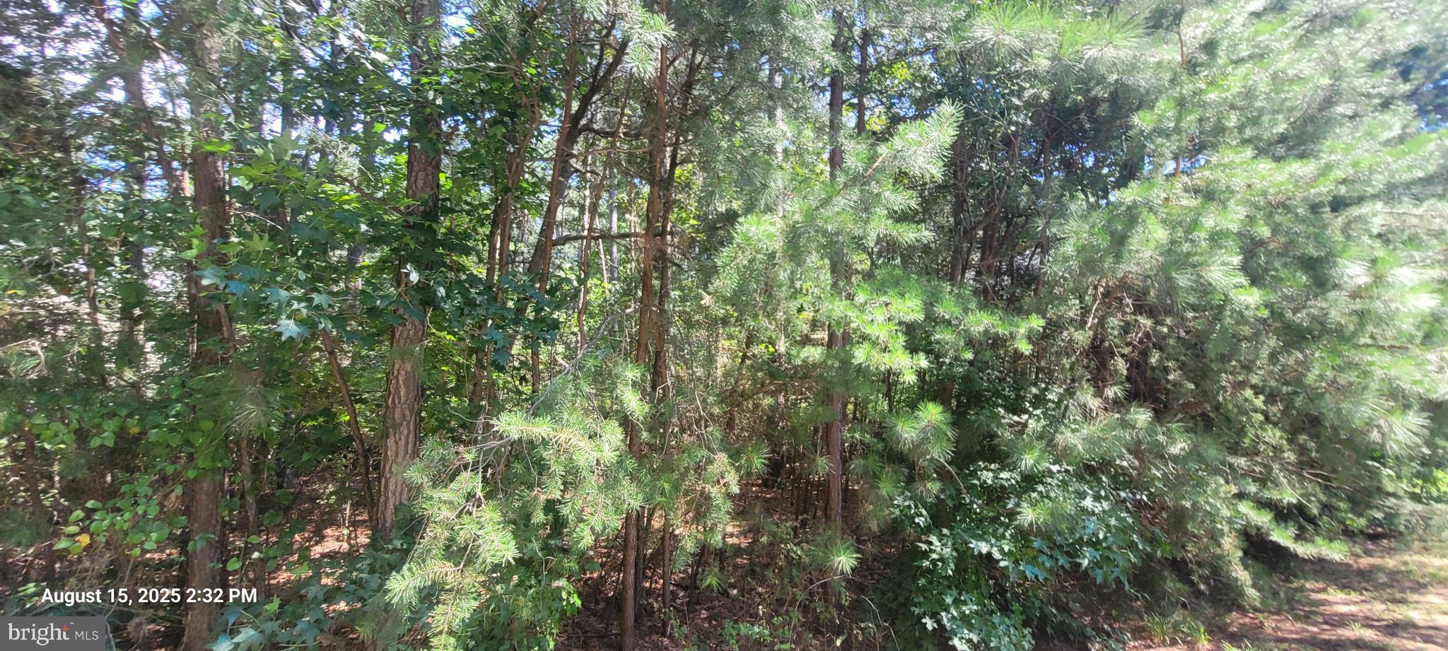 11235 Lord Baltimore Drive Issue, MD 20645 - Photo 2 of 3 a view of a lush green forest