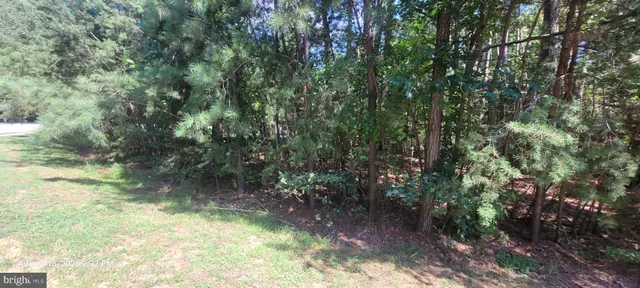 a view of a forest with trees in the background