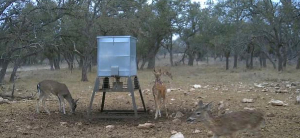 7 Stevens Ranch Road, Unit 7 Harper, TX 78631 - Photo 29 of 31