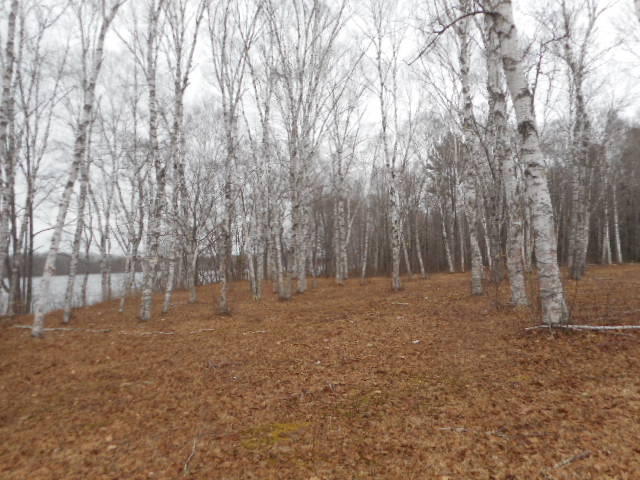 498 Edinburg Road Edinburg, ME 04448 - Photo 9 of 10 DSCN6925