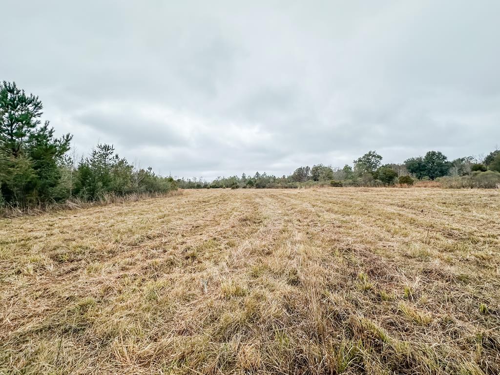 311 O Ashley Road Samson, AL 36477 - Photo 6 of 19 Gallery Image 6