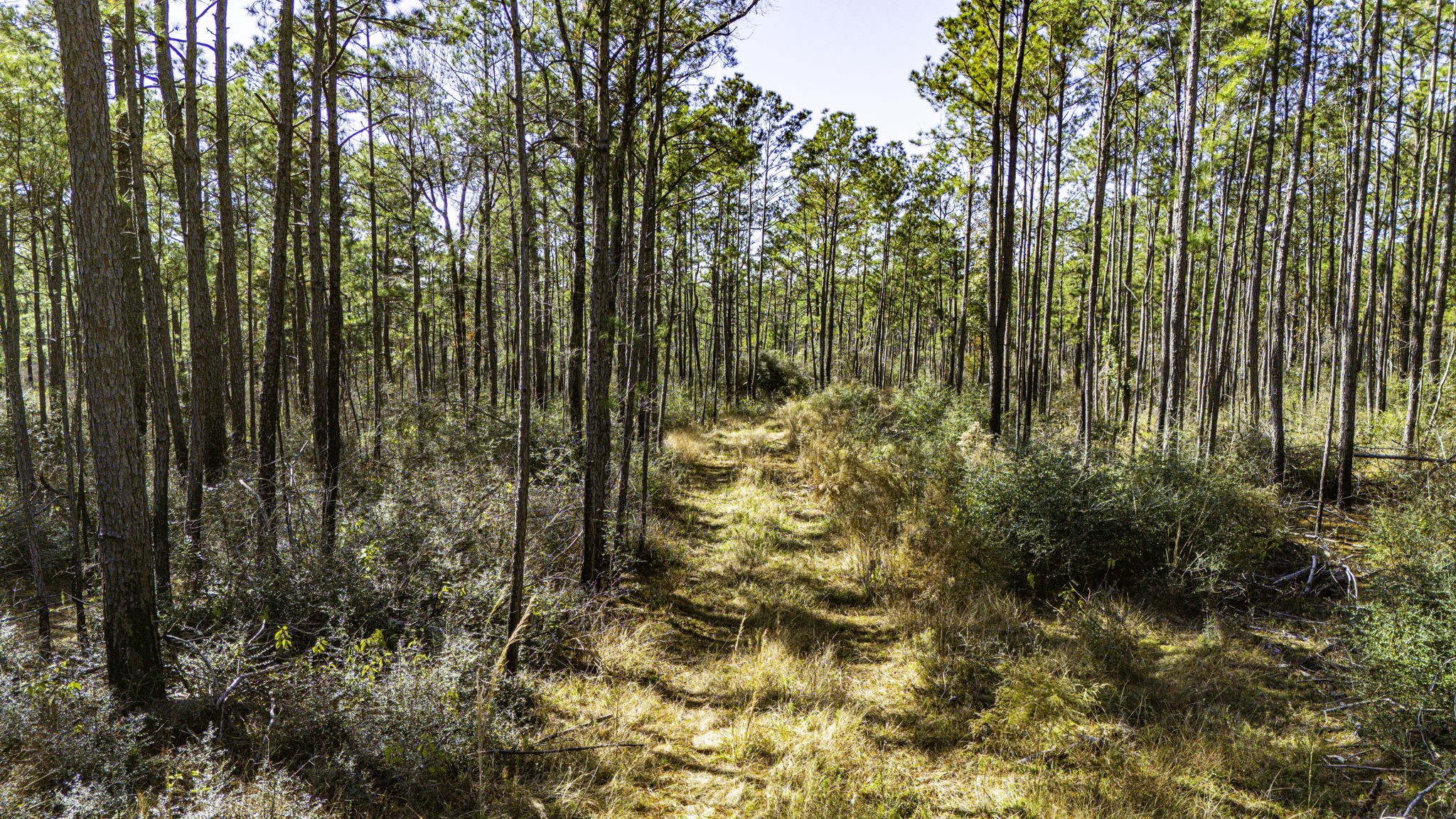 27 King Ranch Road Road Onalaska, TX 77360 - Photo 11 of 14