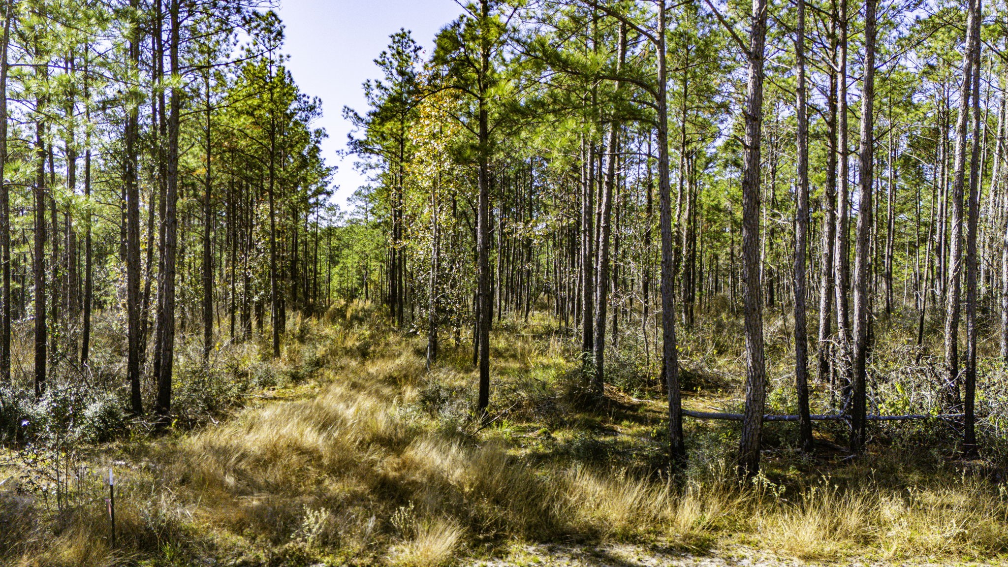 27 King Ranch Road Road Onalaska, TX 77360 - Photo 9 of 14