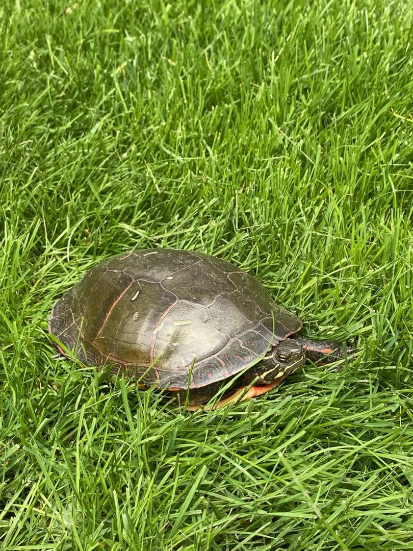 1275 Country Club Road Lake Zurich, IL 60047 - Photo 45 of 49 a close up of a plant in a garden