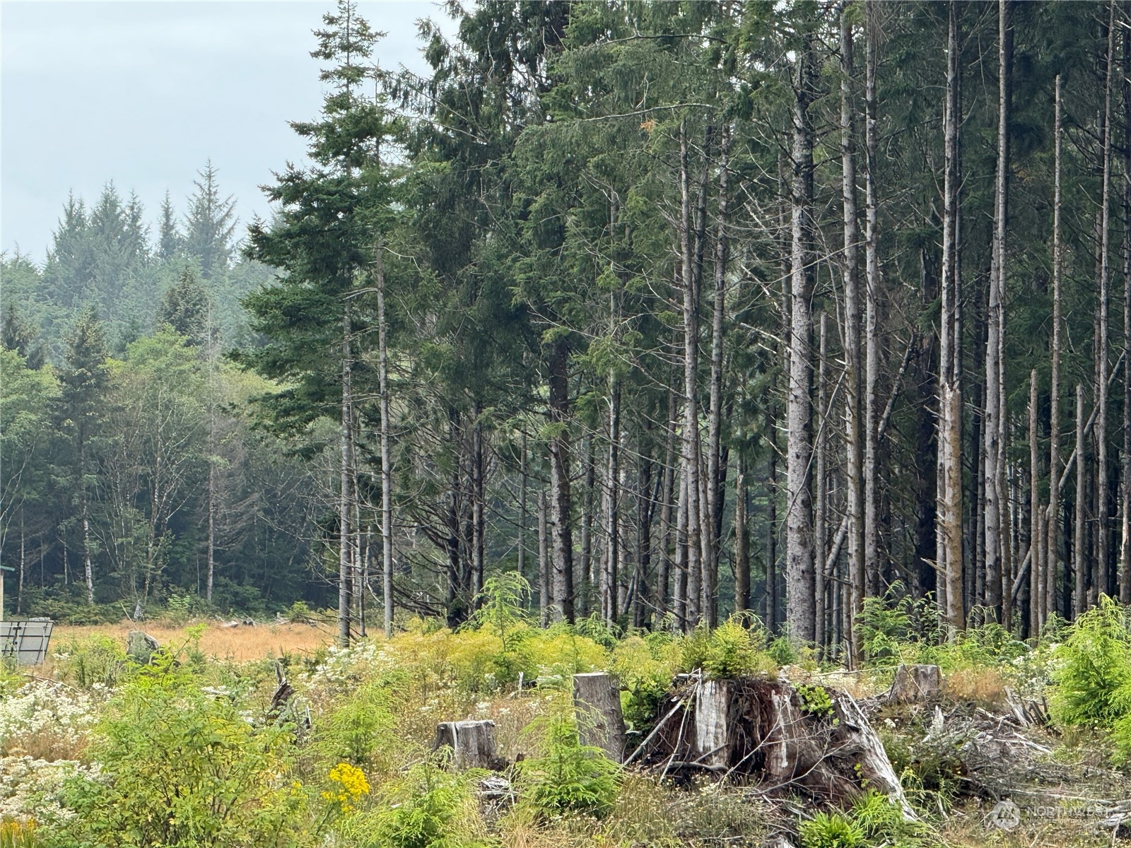 3936 State Rt 109 Highway Pacific Beach, WA 98571 - Photo 2 of 6