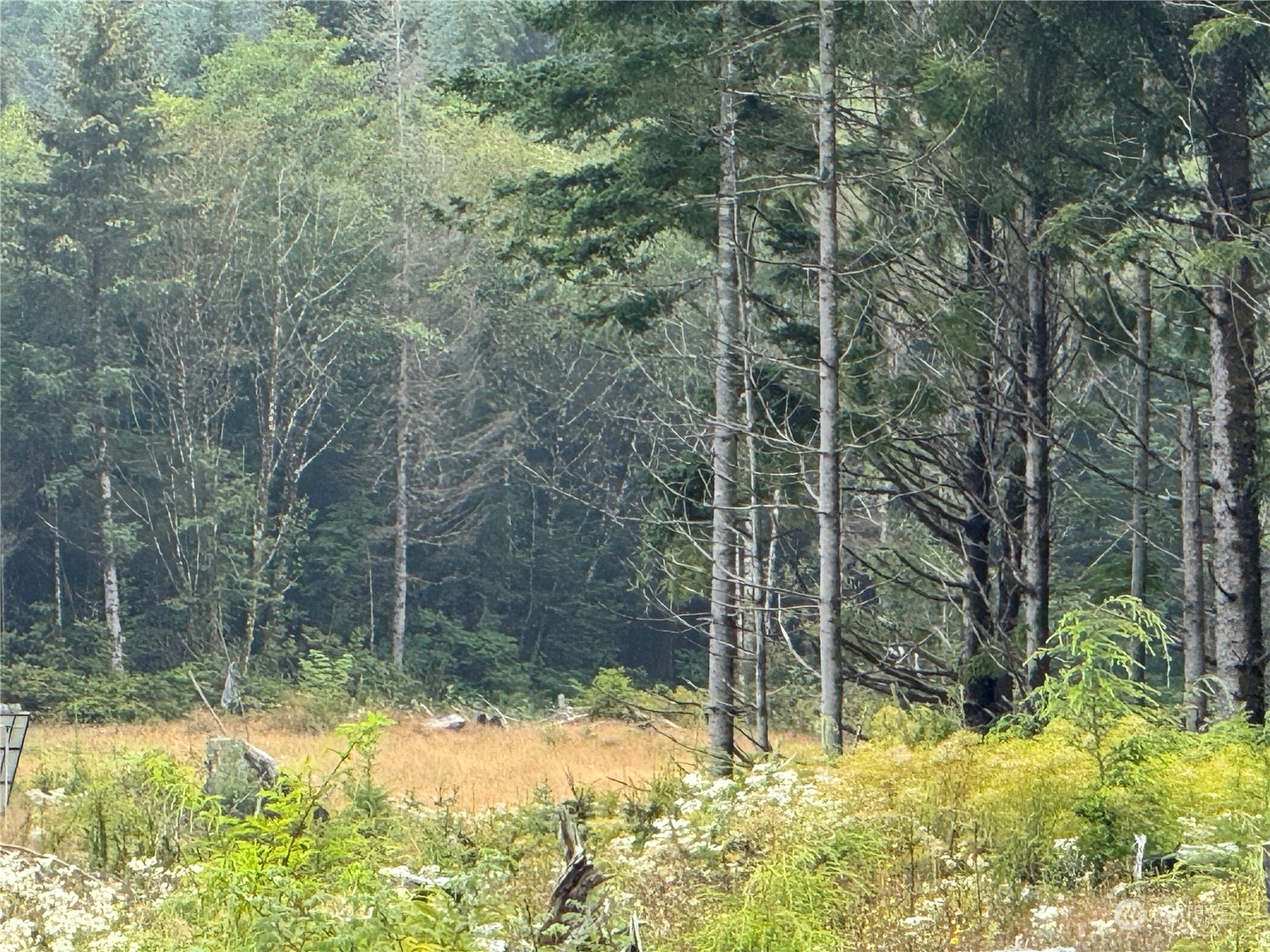 3936 State Rt 109 Highway Pacific Beach, WA 98571 - Photo 3 of 6