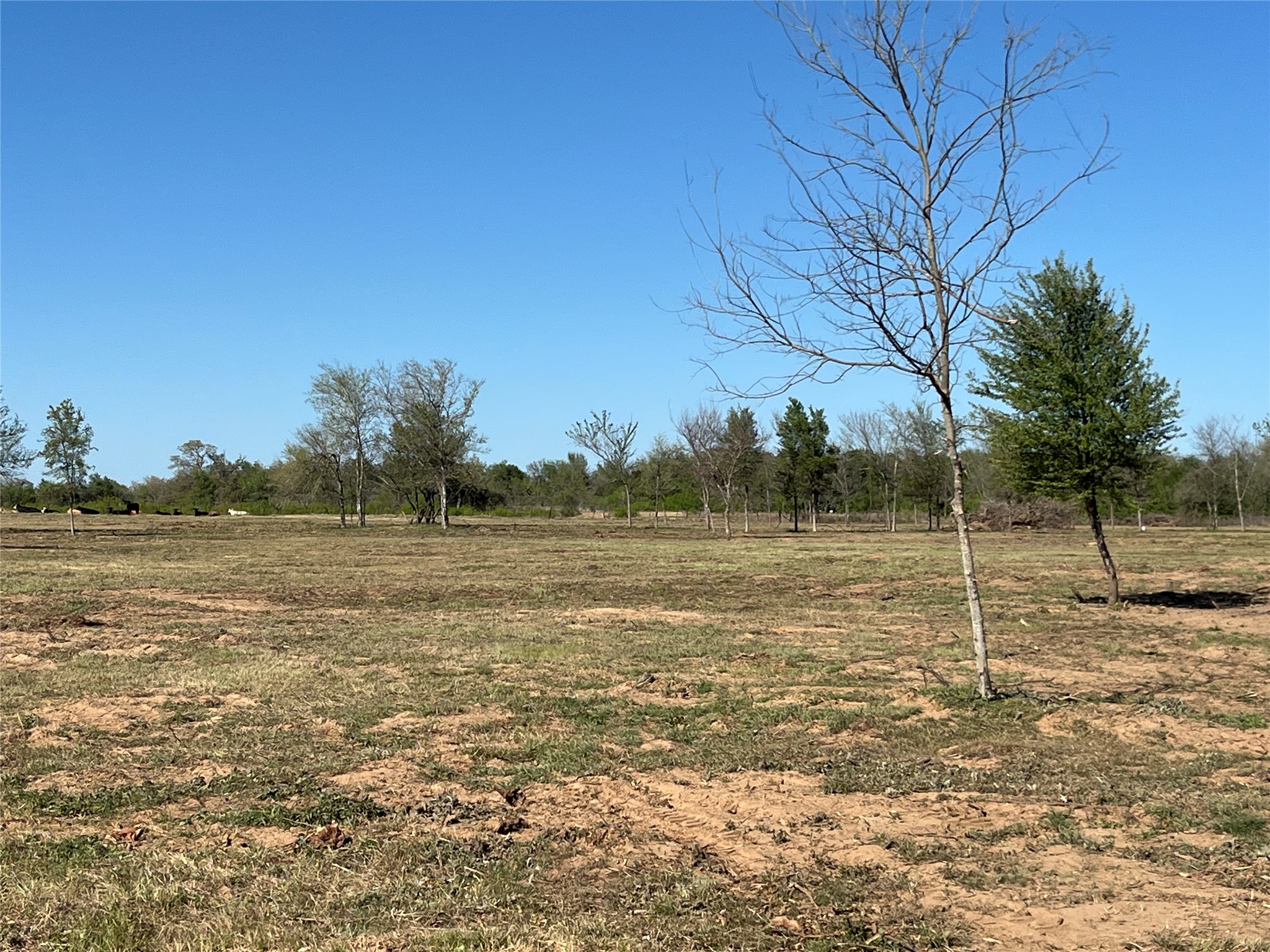 0 Fm 619 Elgin, TX 78621 - Photo 19 of 26 View of green lawn with a rural view