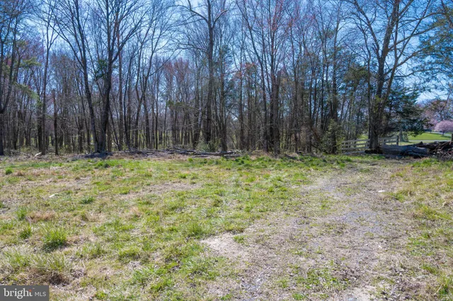 a view of a forest with trees in the background