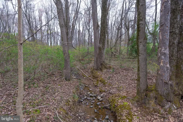 a view of a forest with trees in the background