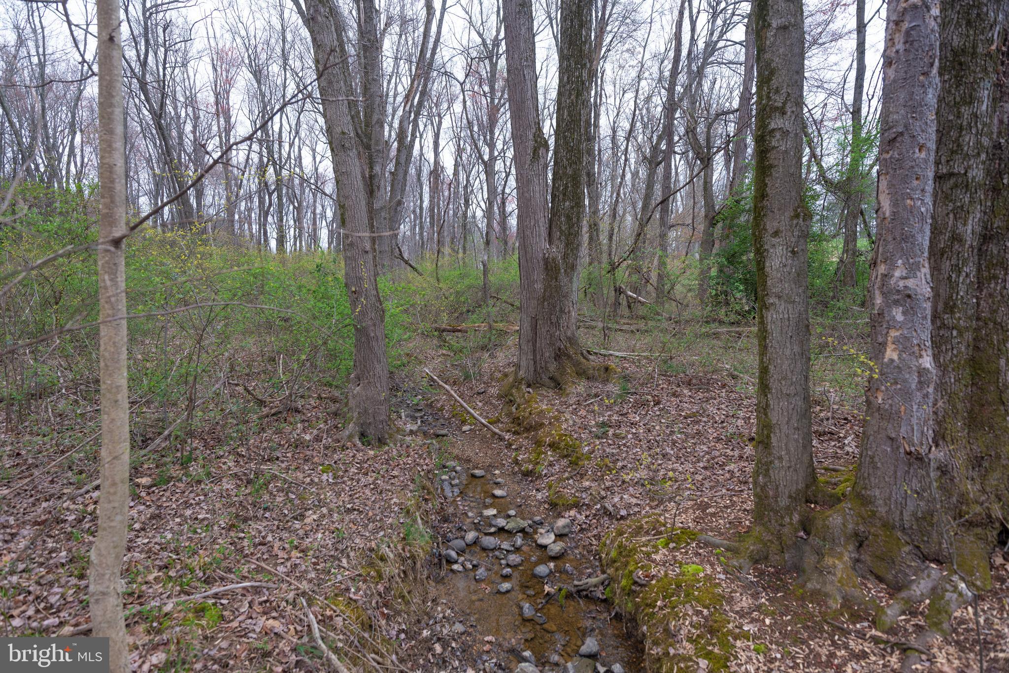 19601 Darnestown Road Beallsville, MD 20839 - Photo 33 of 119 a view of a forest with trees in the background