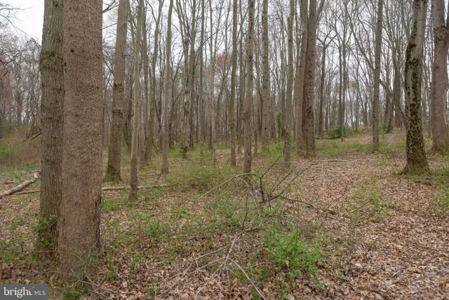 a view of a forest with trees in the background